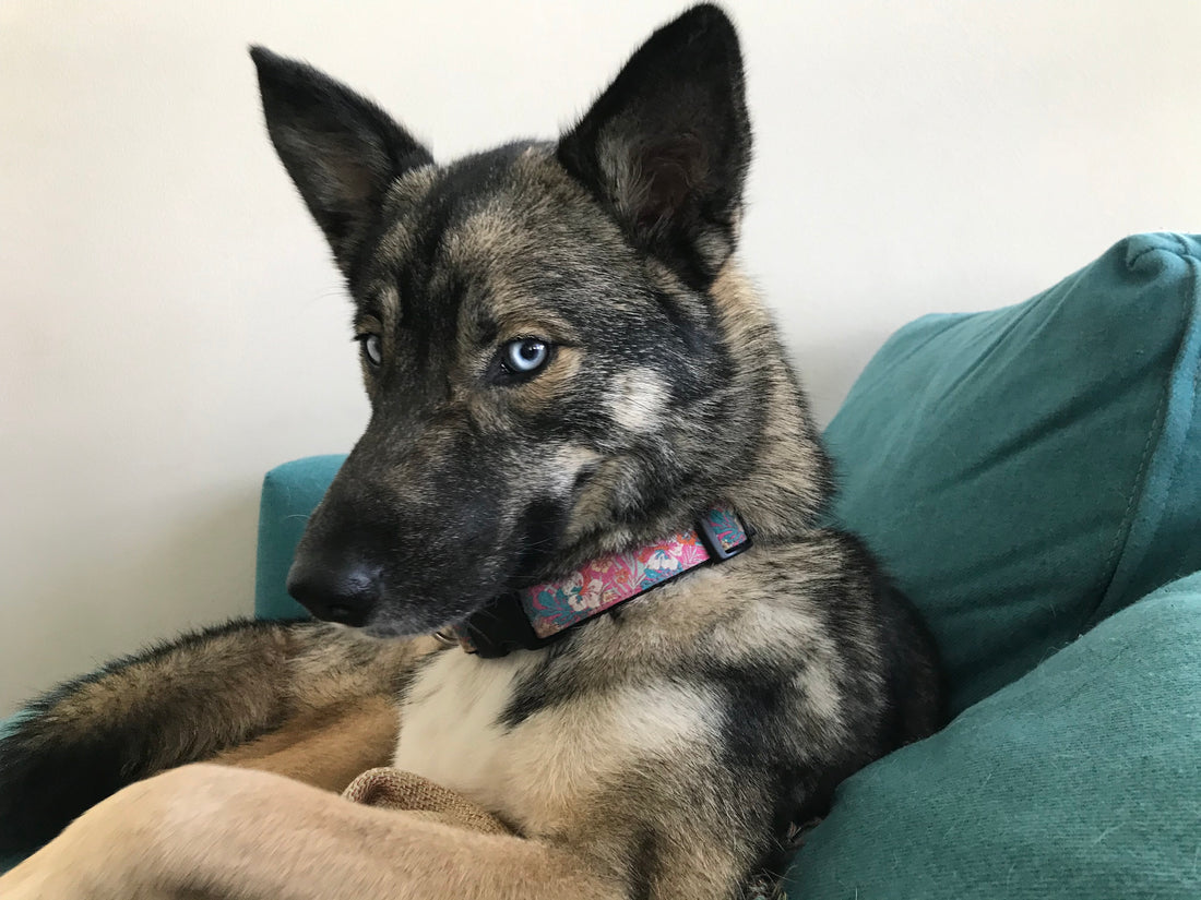 Cute dog staring at camera